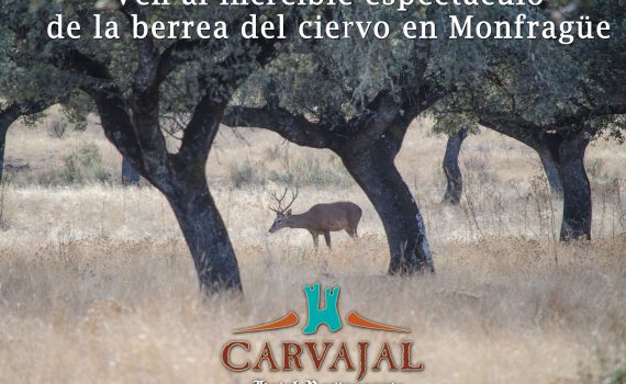 Espectáculo de la berrea