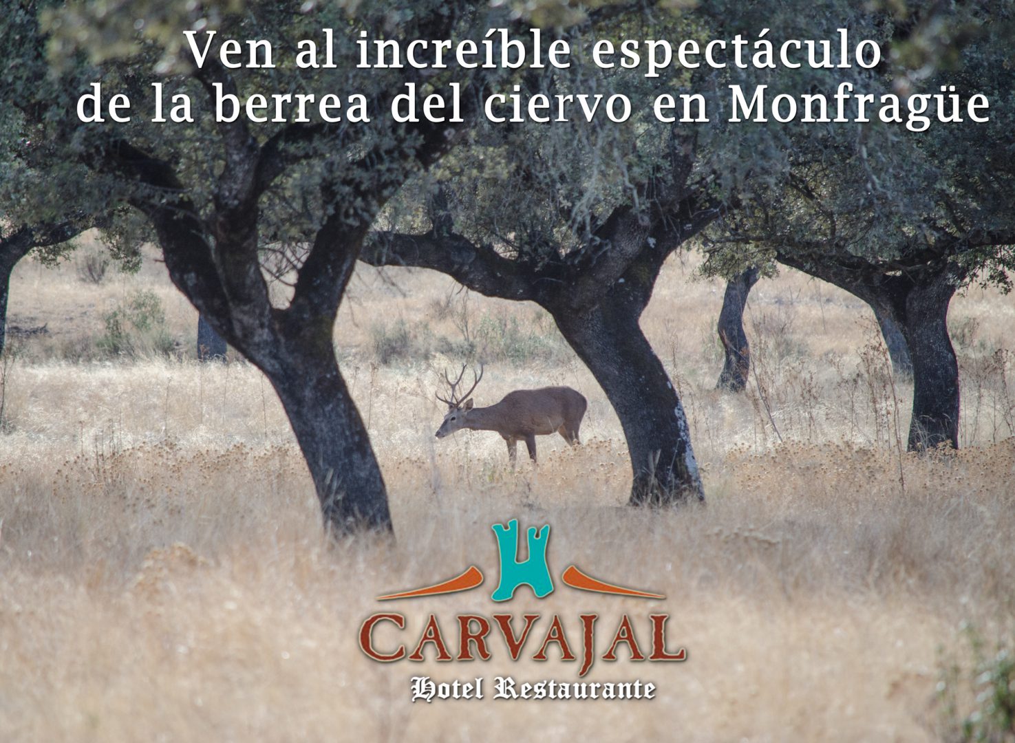 Espectáculo de la berrea